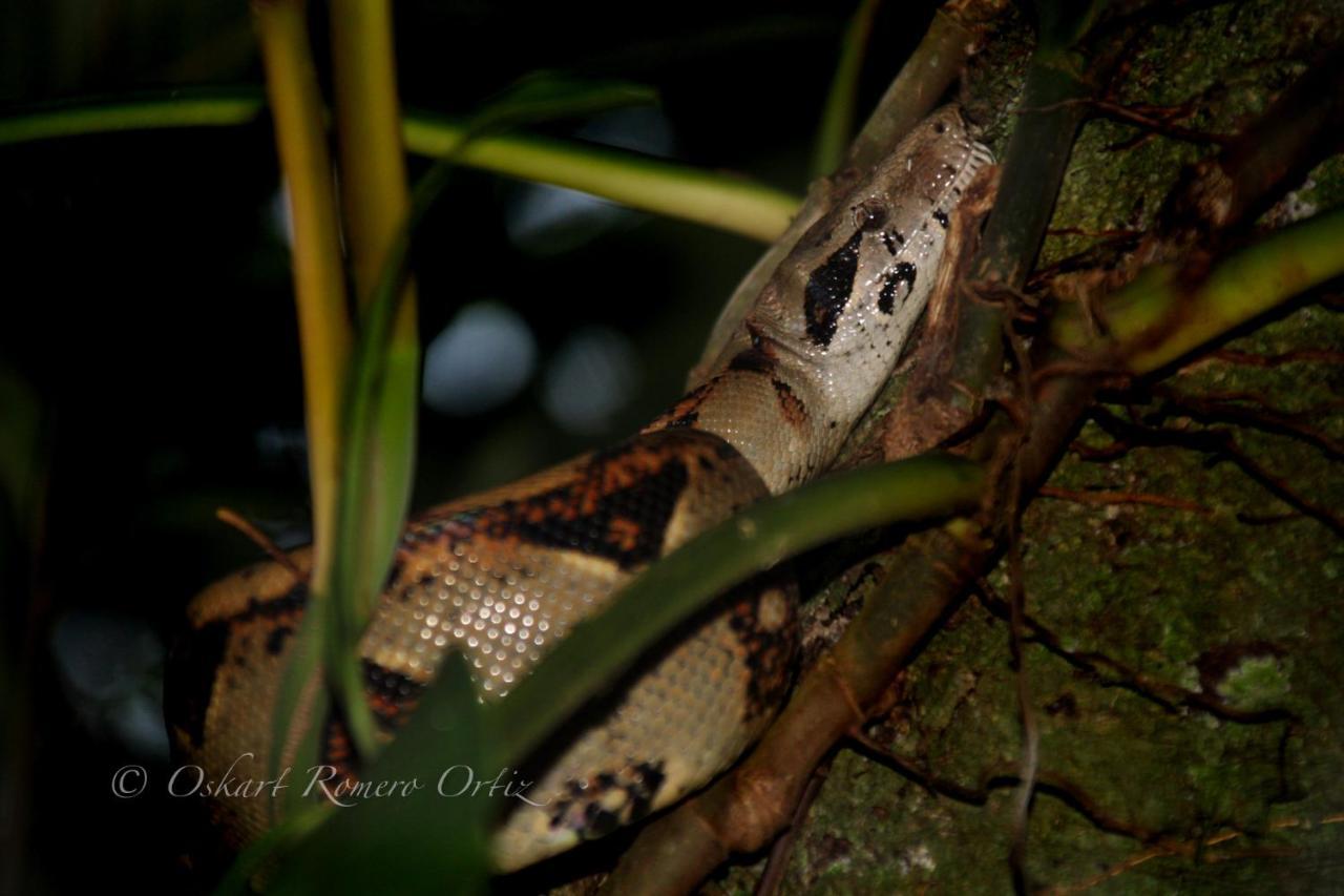 Natural Experience House Tortuguero Exteriör bild