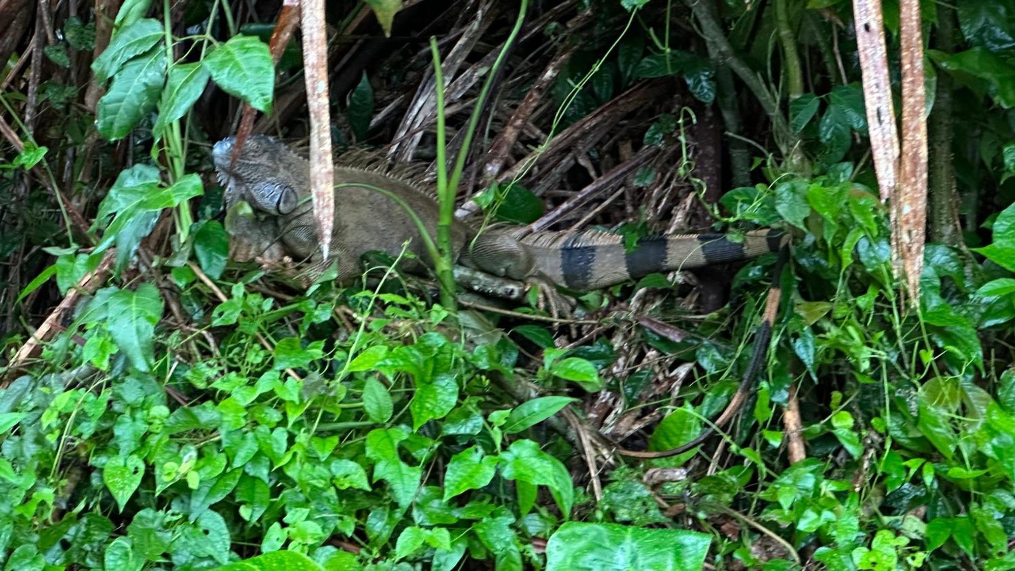 Natural Experience House Tortuguero Exteriör bild